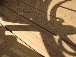 Trex Decking with Mold Spots
